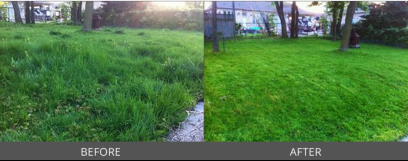 Before and after lawn transformation 1
